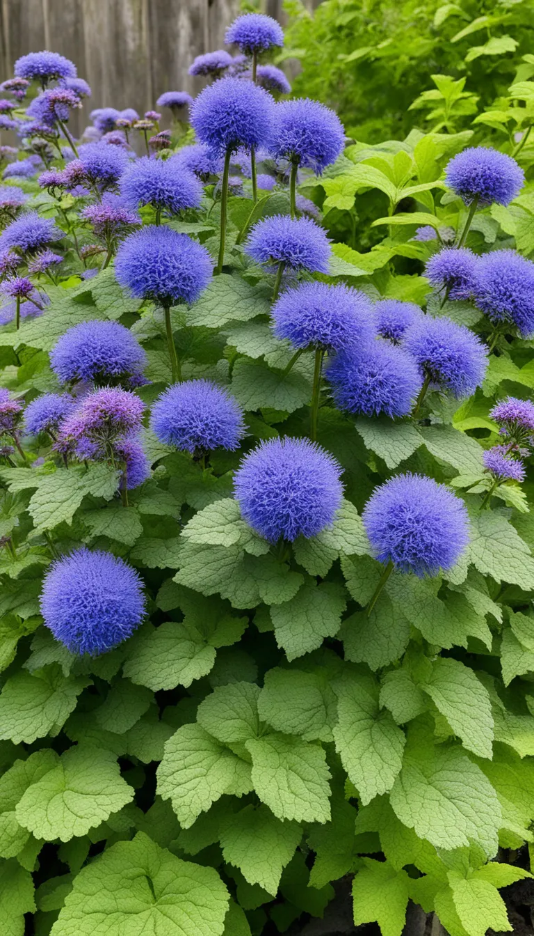 What is Ageratum?