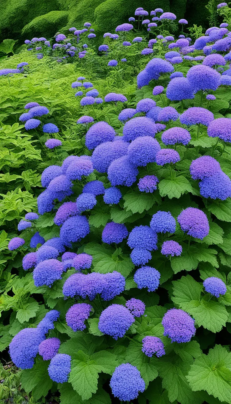 What are the Ageratum Varieties?