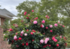 Exploring the Camellia: A Guide to the Flowering Jewel