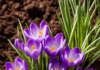 Crocus: A Colorful Harbinger of Spring