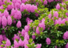 Daphne: A Fragrant Garden Addition