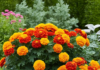 Exploring the Vibrant World of French Marigolds