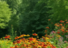 Helenium: A Vibrant Addition to Your Garden